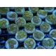 Zoanthus Blowpops ULTRA 5 polypes