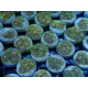 Zoanthus Blowpops ULTRA 5 polypes
