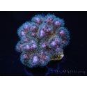 Pocillopora damicornis rose Taille S