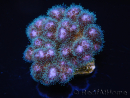 Pocillopora damicornis rose Taille S