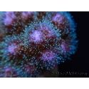 Pocillopora damicornis rose Taille S