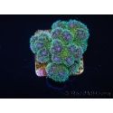 Pocillopora tri-color gold s
