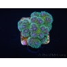 Pocillopora tri-color gold s