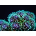 Pocillopora tri-color gold s