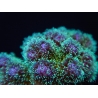 Pocillopora tri-color gold s