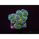 Pocillopora tri-color gold s