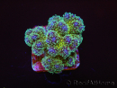 Pocillopora tri-color gold s