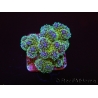 Pocillopora tri-color gold s