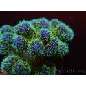 Pocillopora tri-color gold s