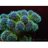 Pocillopora tri-color gold s