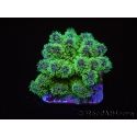 Pocillopora tri-color ultra S