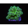 Pocillopora tri-color ultra S