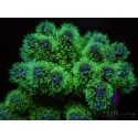 Pocillopora tri-color ultra S
