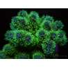 Pocillopora tri-color ultra S