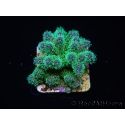 Pocillopora tri-color ultra S