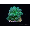 Pocillopora tri-color ultra S