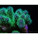 Pocillopora tri-color ultra S
