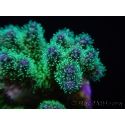Pocillopora tri-color ultra S