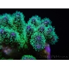 Pocillopora tri-color ultra S