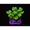 Pocillopora damicornis vert jaune Taille S