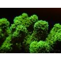 Pocillopora damicornis vert jaune Taille S