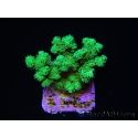 Pocillopora damicornis vert jaune Taille S