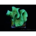 Pavona cactus S vert 
