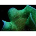 Pavona cactus S vert 