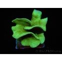 Pavona cactus S vert 