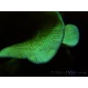 Pavona cactus S vert 
