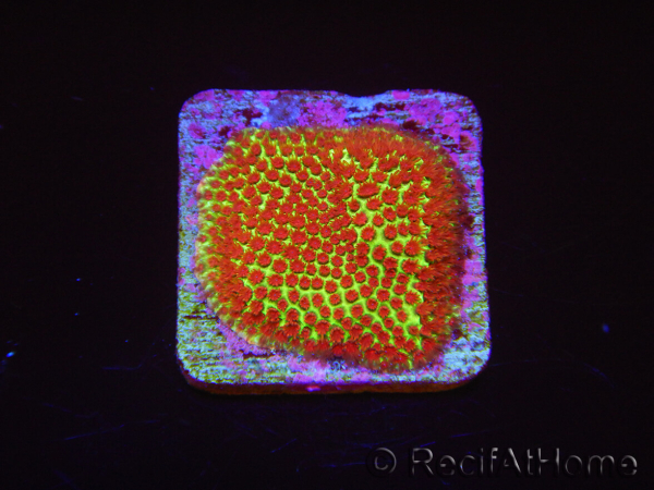 Red Eye Porites