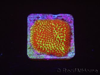 Red Eye Porites