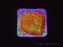 Red Eye Porites