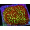 Red Eye Porites