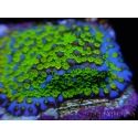 Montipora Ultraman 