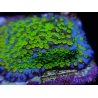 Montipora Ultraman 