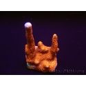 Montipora digitata rouge pousse rouge S