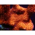 Montipora digitata rouge pousse rouge S