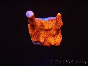 Montipora digitata rouge pousse rouge S