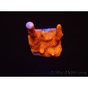 Montipora digitata rouge pousse rouge S