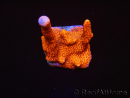 Montipora digitata rouge pousse rouge S