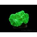 Caulastrea curvata jaune fluo S