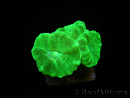 Caulastrea curvata jaune fluo S