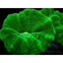 Caulastrea curvata jaune fluo S