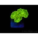 Caulastrea curvata jaune fluo S
