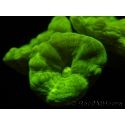 Caulastrea curvata jaune fluo S