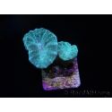 Caulastrea curvata Gris/bleu S