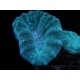 Caulastrea curvata Gris/bleu S