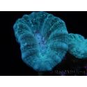 Caulastrea curvata Gris/bleu S