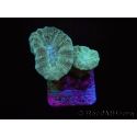 Caulastrea curvata Gris/bleu S